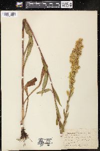 Solidago uliginosa image