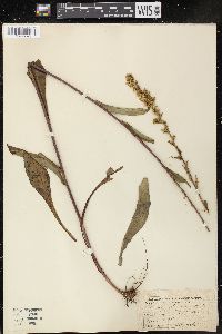 Solidago uliginosa image