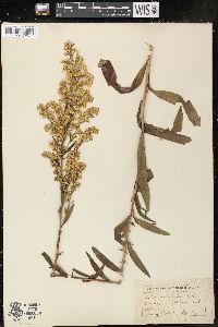 Solidago uliginosa image