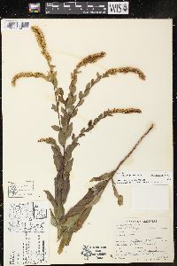 Solidago ulmifolia var. microphylla image