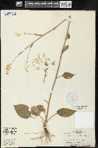 Solidago verna image