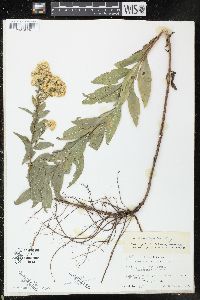 Solidago wrightii image