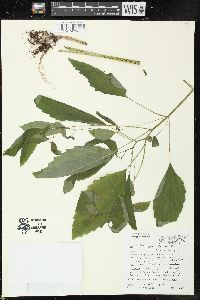 Impatiens pallida image