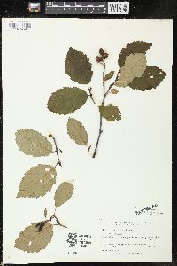 Alnus crispa image