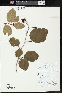 Alnus crispa image