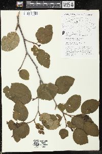 Alnus crispa image