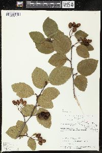 Alnus crispa image