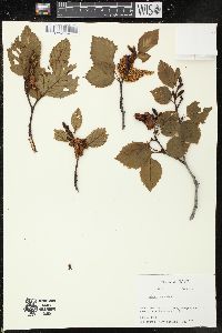 Alnus alnobetula subsp. fruticosa image