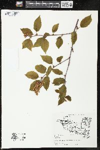 Betula alleghaniensis image