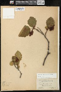 Alnus incana subsp. tenuifolia image