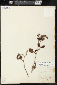 Alnus incana subsp. tenuifolia image