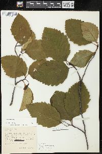 Alnus rubra image