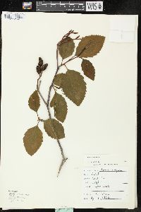 Alnus rubra image