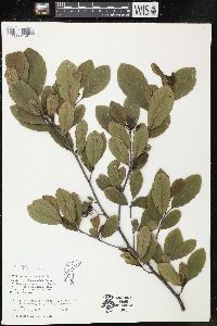 Alnus serrulata image