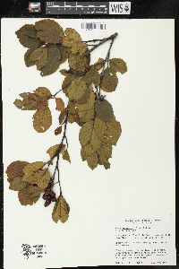 Alnus serrulata image