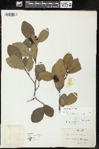 Alnus serrulata image