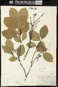 Alnus serrulata image