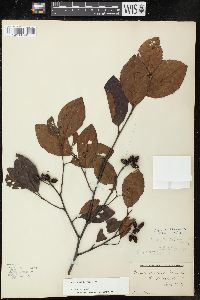 Alnus serrulata image