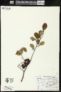 Alnus serrulata image