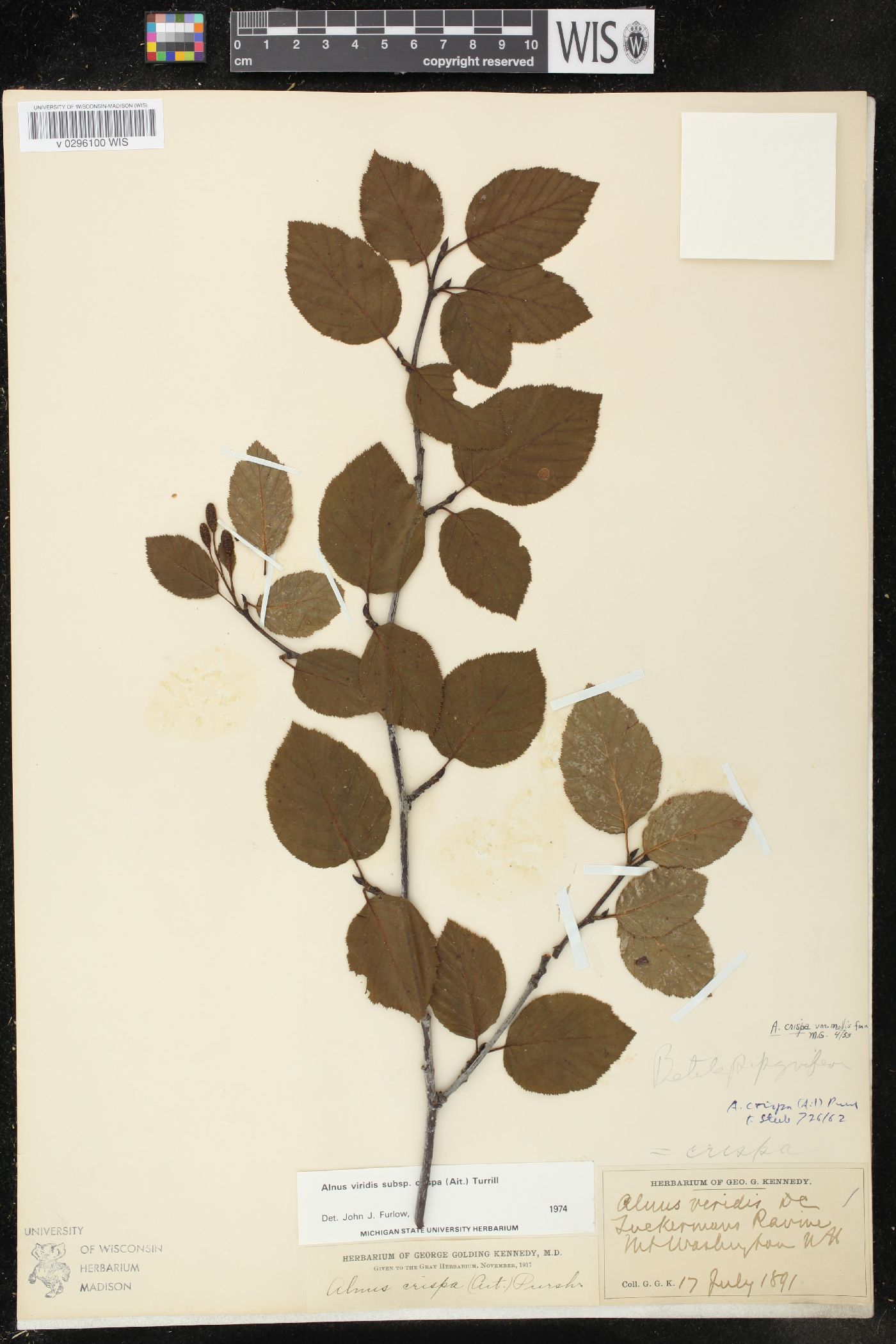 Alnus viridis subsp. crispa image