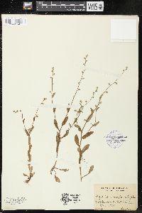 Myosotis macrosperma image