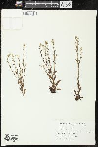 Myosotis macrosperma image