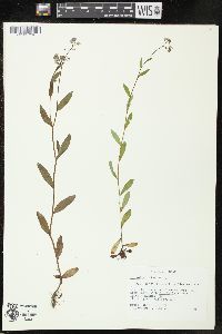 Myosotis scorpioides image