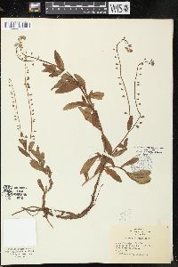 Myosotis scorpioides image