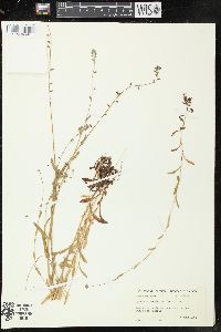 Myosotis versicolor image