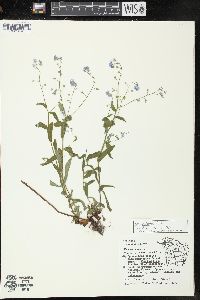 Myosotis sylvatica image