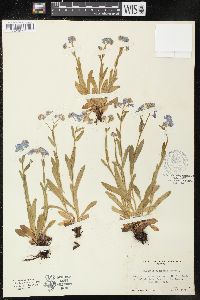 Myosotis alpestris image