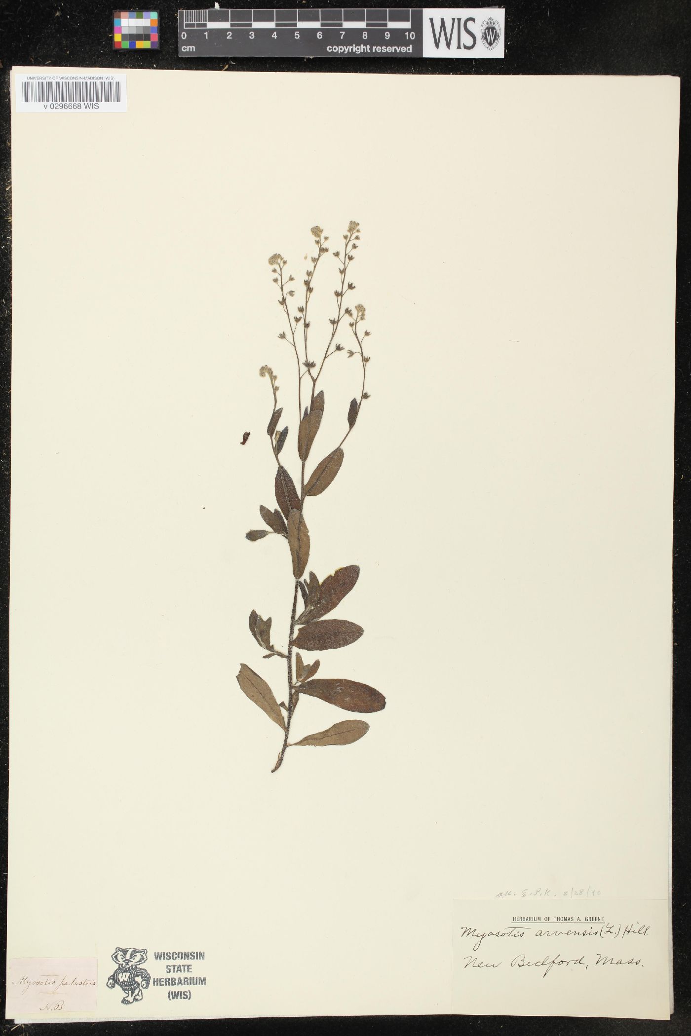 Myosotis arvensis image