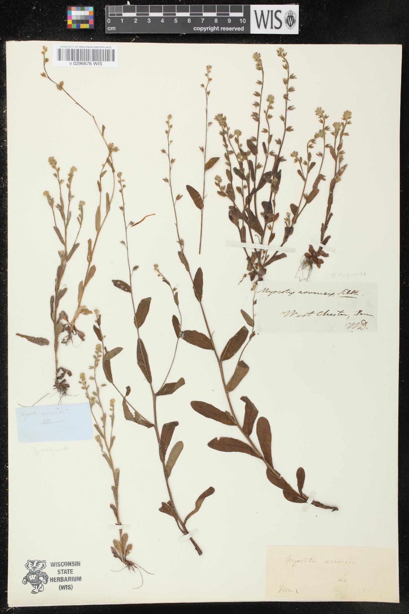 Myosotis arvensis image