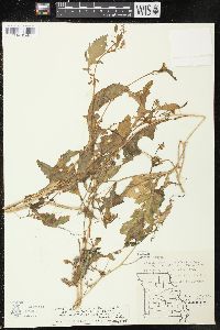 Rorippa palustris subsp. fernaldiana image