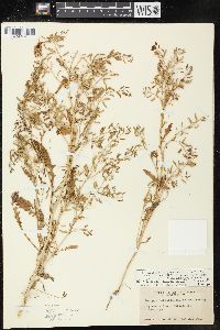 Rorippa palustris subsp. occidentalis image