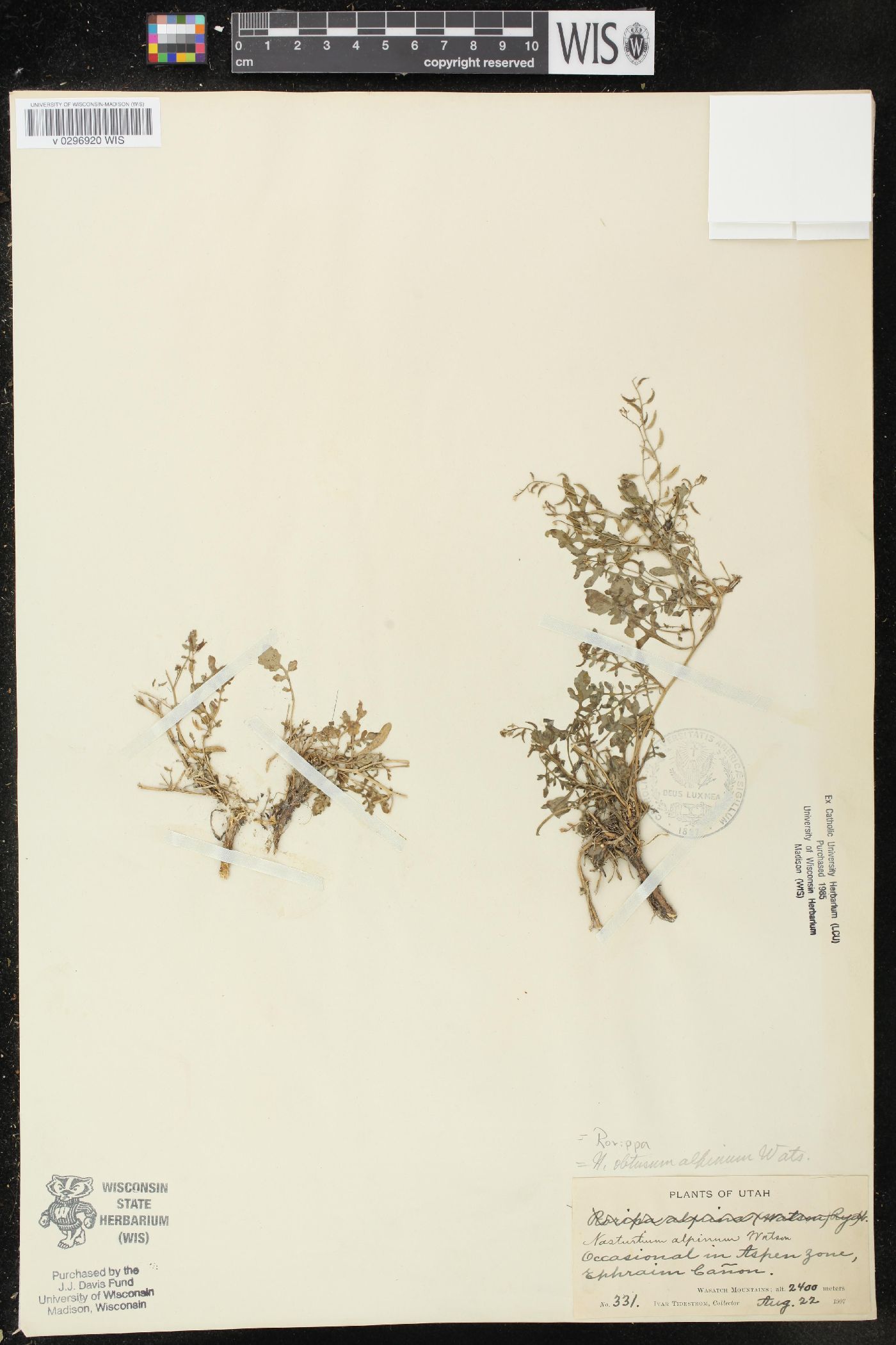 Nasturtium obtusum var. alpinum image