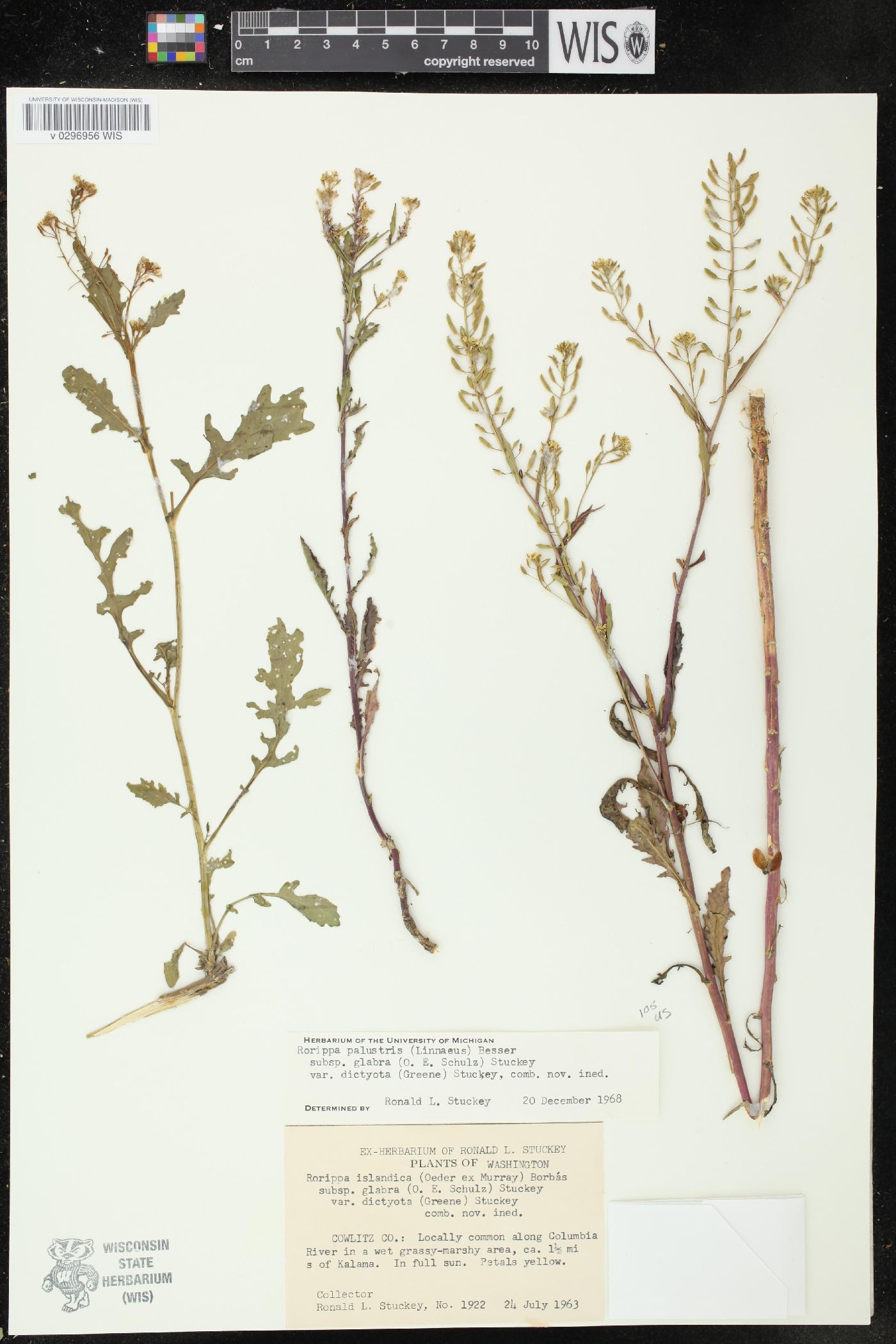 Rorippa palustris subsp. fernaldiana image