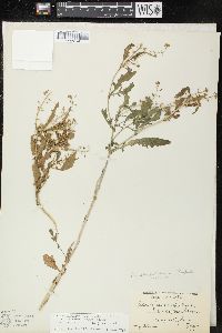 Rorippa palustris subsp. hispida image