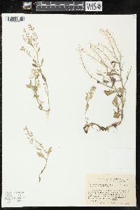 Rorippa sessiliflora image