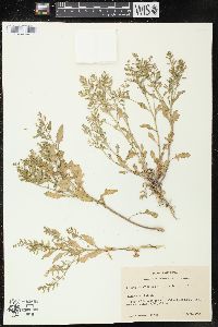 Rorippa sessiliflora image