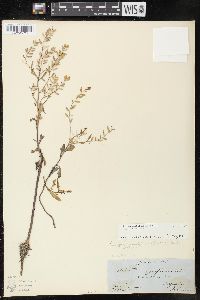 Rorippa sessiliflora image