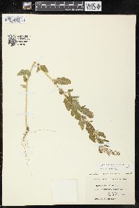 Chenopodium berlandieri var. zschackei image