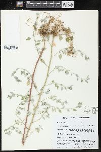 Chenopodium berlandieri var. zschackei image