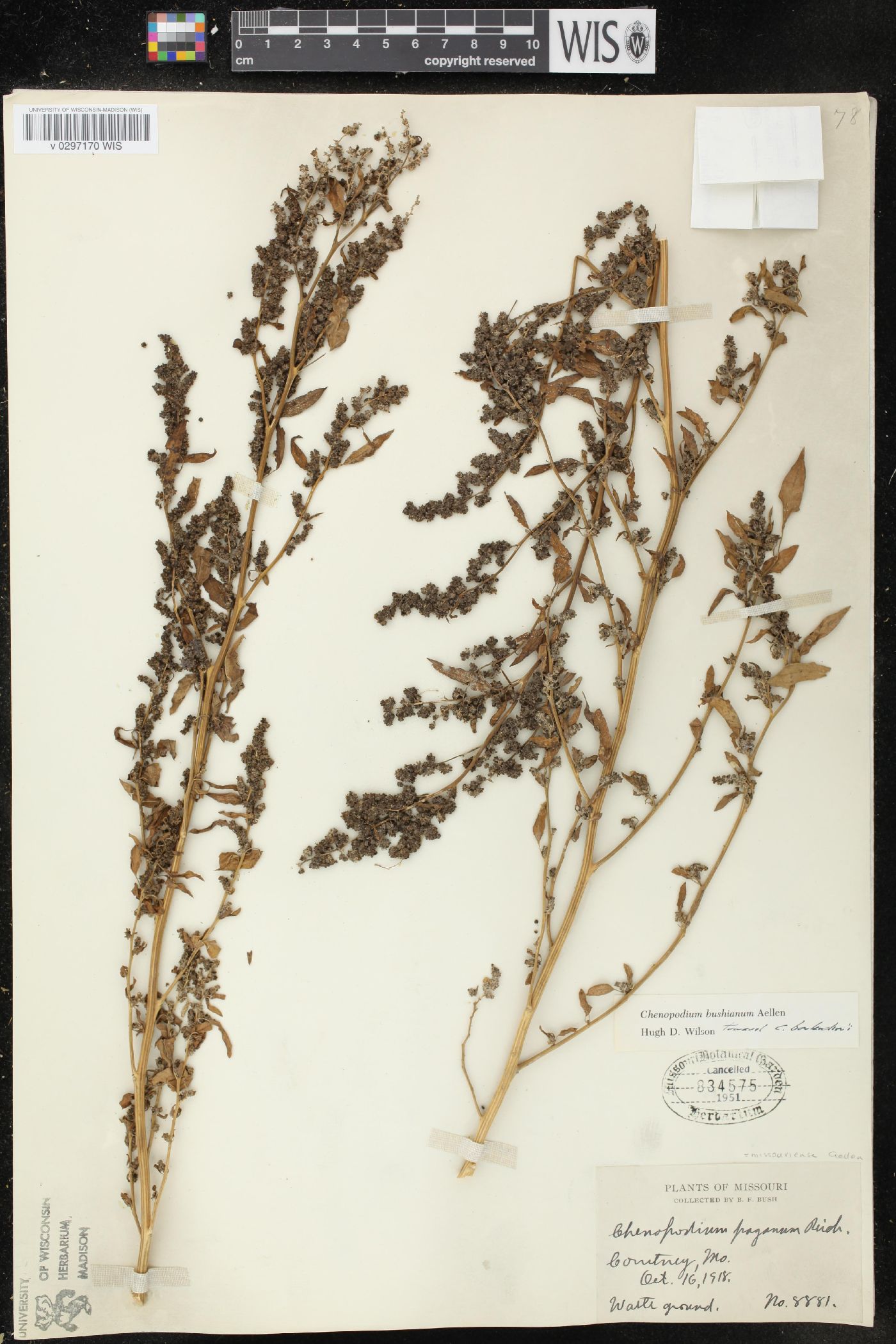 Chenopodium bushianum image