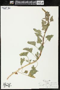 Chenopodium californicum image