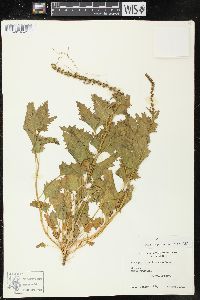 Chenopodium californicum image