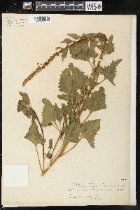 Chenopodium californicum image