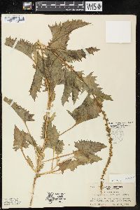 Chenopodium californicum image