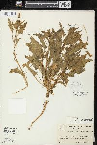 Chenopodium californicum image