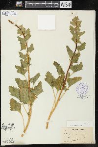 Chenopodium californicum image